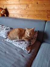 DIO, Katze, Europäisch Kurzhaar in Rodgau - Bild 5