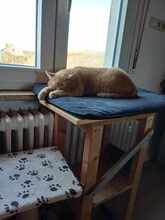 DIO, Katze, Europäisch Kurzhaar in Rodgau - Bild 6