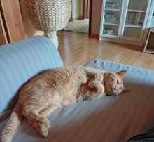 DIO, Katze, Europäisch Kurzhaar in Rodgau - Bild 7