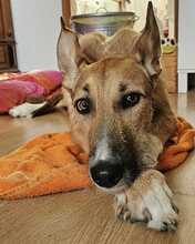 NORA, Hund, Podenco-Mix in Achern - Bild 1