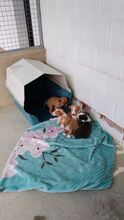 NORA, Hund, Podenco-Mix in Achern - Bild 10