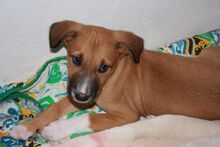 NORA, Hund, Podenco-Mix in Achern - Bild 11