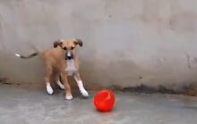 NORA, Hund, Podenco-Mix in Achern - Bild 12