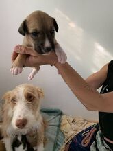 NORA, Hund, Podenco-Mix in Achern - Bild 14