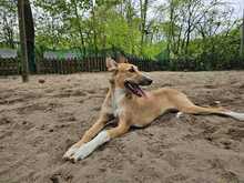 NORA, Hund, Podenco-Mix in Achern - Bild 2