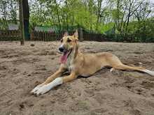 NORA, Hund, Podenco-Mix in Achern - Bild 3