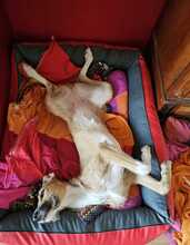 NORA, Hund, Podenco-Mix in Achern - Bild 4