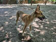 NORA, Hund, Podenco-Mix in Achern - Bild 5