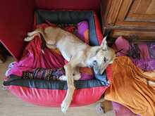 NORA, Hund, Podenco-Mix in Achern - Bild 6