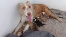 NORA, Hund, Podenco-Mix in Achern - Bild 8