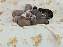 NORA, Hund, Podenco-Mix in Achern - Bild 9