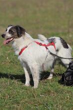 SARAGHINA, Hund, Mischlingshund in Italien - Bild 12