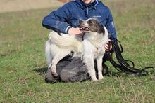 SARAGHINA, Hund, Mischlingshund in Italien - Bild 14