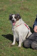 SARAGHINA, Hund, Mischlingshund in Italien - Bild 18