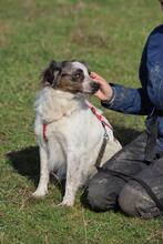 SARAGHINA, Hund, Mischlingshund in Italien - Bild 19