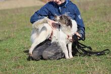 SARAGHINA, Hund, Mischlingshund in Italien - Bild 2