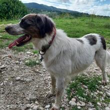 SARAGHINA, Hund, Mischlingshund in Italien - Bild 20