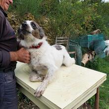 SARAGHINA, Hund, Mischlingshund in Italien - Bild 24