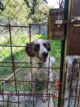 SARAGHINA, Hund, Mischlingshund in Kallmünz - Bild 47