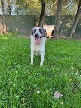 SARAGHINA, Hund, Mischlingshund in Kallmünz - Bild 48