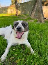 SARAGHINA, Hund, Mischlingshund in Kallmünz - Bild 49