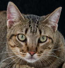 ISMAEL, Katze, Europäisch Kurzhaar in Portugal