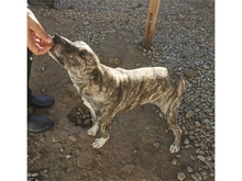 PAULINE, Hund, Mischlingshund in Rumänien - Bild 4