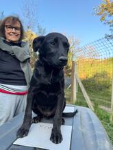 BING, Hund, Mischlingshund in Oy-Mittelberg - Bild 12