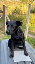 BING, Hund, Mischlingshund in Oy-Mittelberg - Bild 13