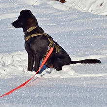 BING, Hund, Mischlingshund in Oy-Mittelberg - Bild 3