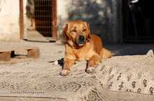 JIBO, Hund, Mischlingshund in Griechenland - Bild 2