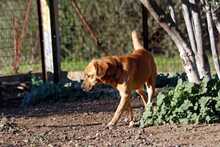 JIBO, Hund, Mischlingshund in Griechenland - Bild 4