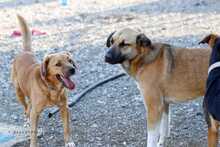 JIBO, Hund, Mischlingshund in Griechenland - Bild 9