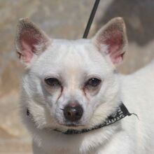 BENJI, Hund, Chihuahua-Mix in Spanien