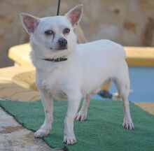 BENJI, Hund, Chihuahua-Mix in Moers - Bild 6