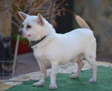 BENJI, Hund, Chihuahua-Mix in Moers - Bild 7