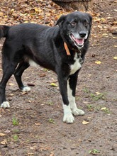 SAMMY, Hund, Mischlingshund in Bulgarien - Bild 2