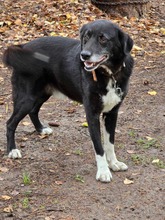 SAMMY, Hund, Mischlingshund in Bulgarien - Bild 4