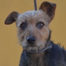 BIBI, Hund, Welsh Terrier in Spanien