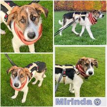 MIRINDA, Hund, Mischlingshund in Kottenheim