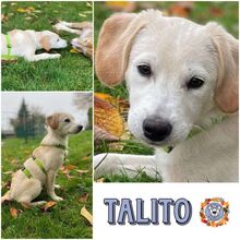 TALITO, Hund, Mischlingshund in Wermelskirchen