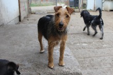 DALMA, Hund, Foxterrier in Ungarn