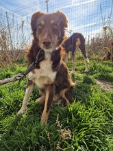 FRENKI, Hund, Mischlingshund in Ungarn