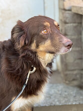 FRENKI, Hund, Mischlingshund in Marsberg - Bild 10