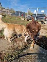 FRENKI, Hund, Mischlingshund in Marsberg - Bild 5