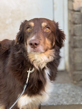 FRENKI, Hund, Mischlingshund in Marsberg - Bild 9