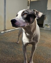 ITALIA, Hund, Mischlingshund in Italien - Bild 22