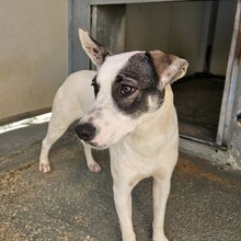 ITALIA, Hund, Mischlingshund in Italien - Bild 23