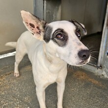 ITALIA, Hund, Mischlingshund in Italien - Bild 24