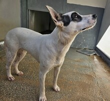 ITALIA, Hund, Mischlingshund in Italien - Bild 26